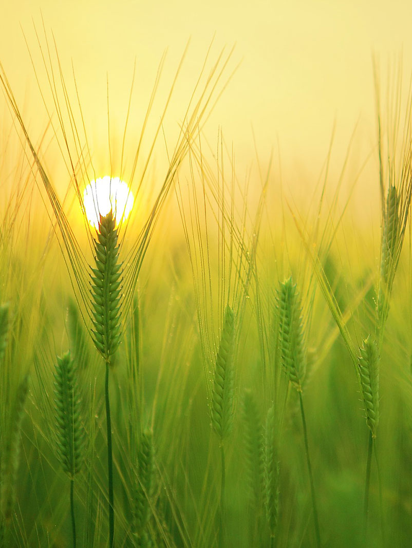 A close-up view of golden barley stalks in a field.